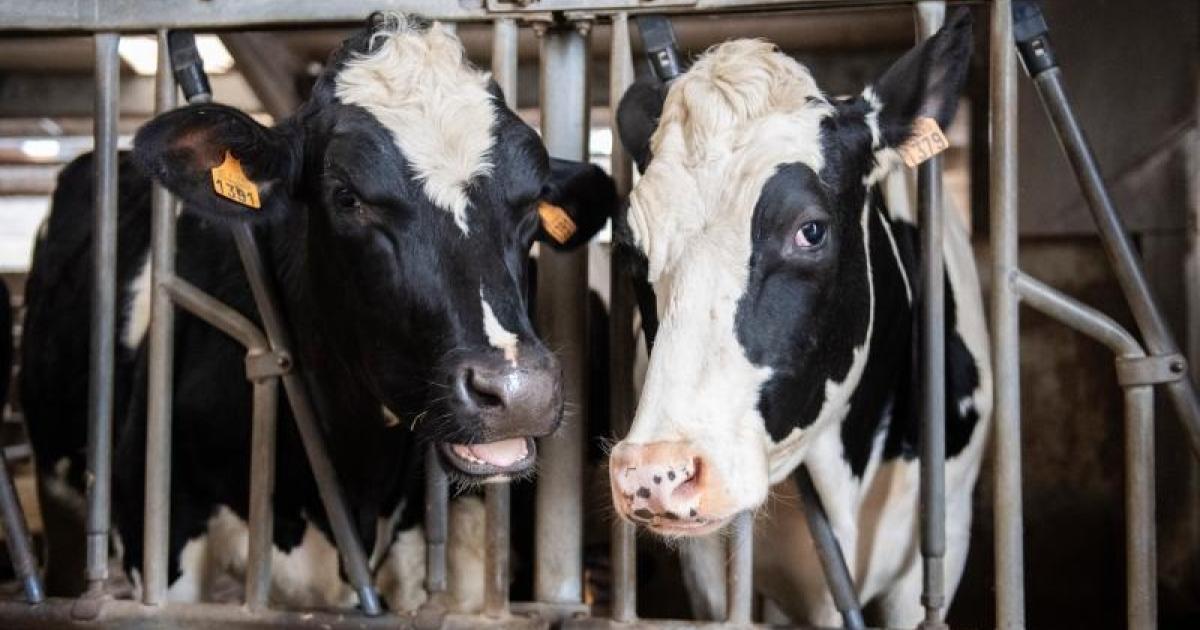 Definindo a criação sustentável de gado em um sólido patamar