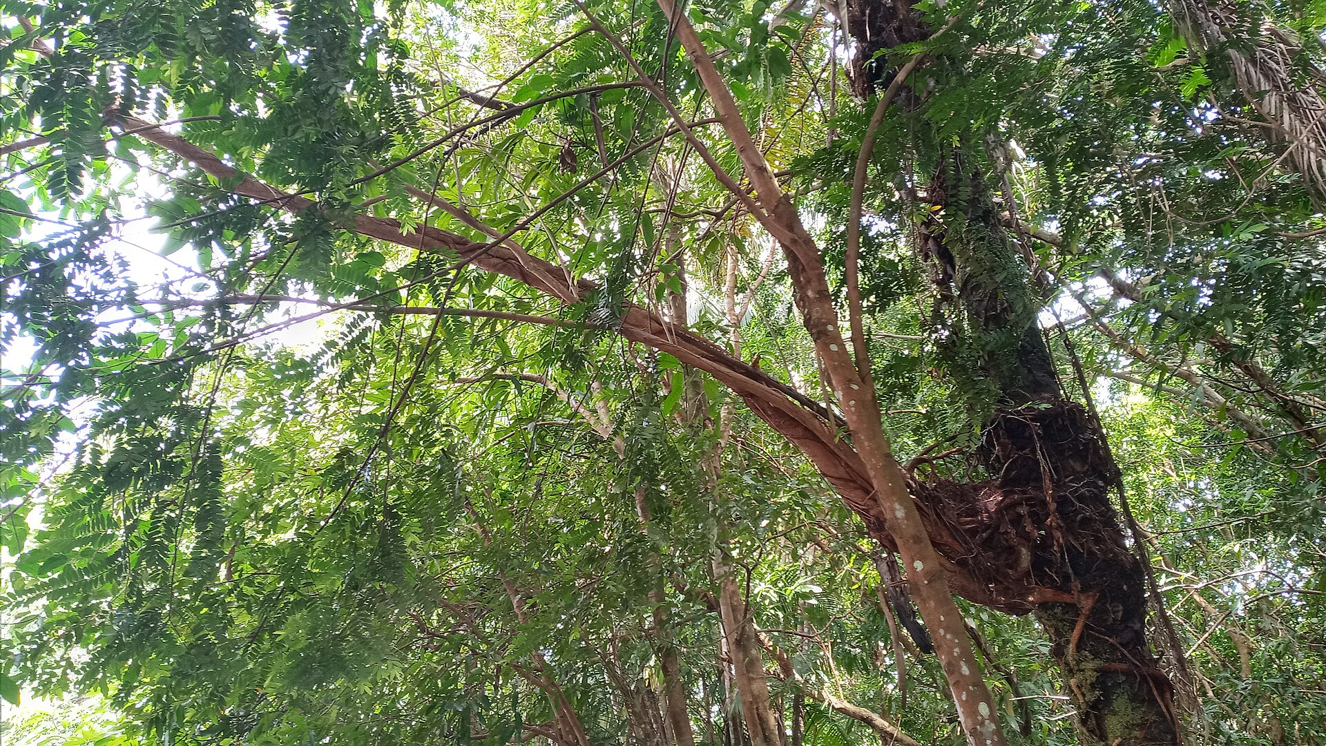 Imagem de referência de Área de Proteção Ambiental da Região Metrolpolitana de Belém, descrito nos dados abertos como área de Proteção Ambiental da Região Metrolpolitana de Belém de nível Estadual, localizado (a) em Belém (PA), Ananindeua (PA)