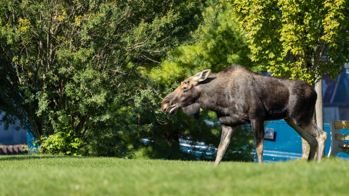 IN PICTURES: Moose caught strolling through downtown Midland