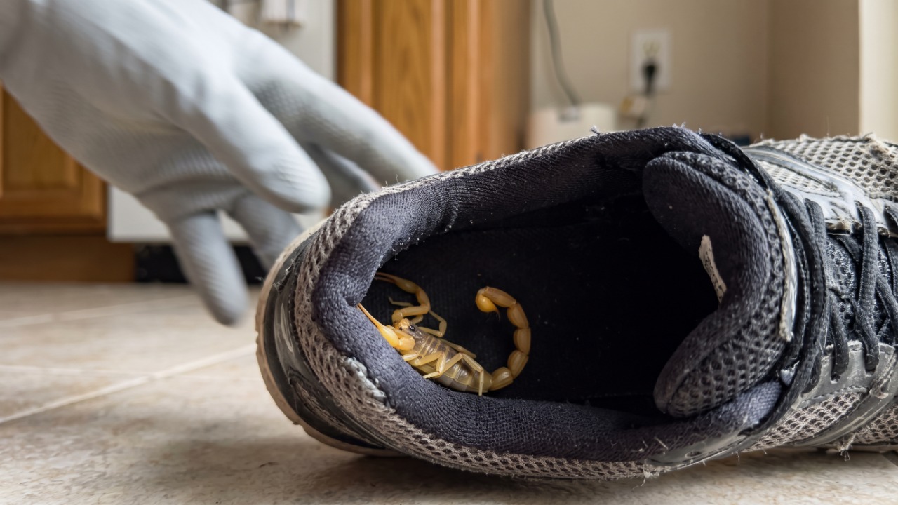 O Instituto Butantan explica por que o escorpião aparece dentro de casa no fim de tarde de dia quente, qual cômodo concentra a maioria dos acidentes e o hábito do calçado que evita quase todos