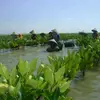Mangrove Berperan Jaga Pesisir dan Pengembangan Ekonomi Masyarakat