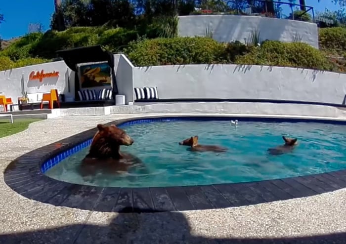 Semana na vida selvagem: um pequeno felino-tigre, ursos no quintal e umaouriça-do-mar rosa fruncida