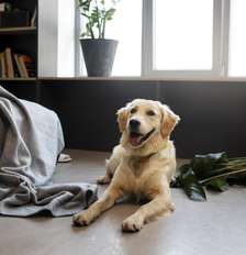 Deixar o cachorro sozinho por muitas horas pode fazer mal; entenda Foto: Freepik