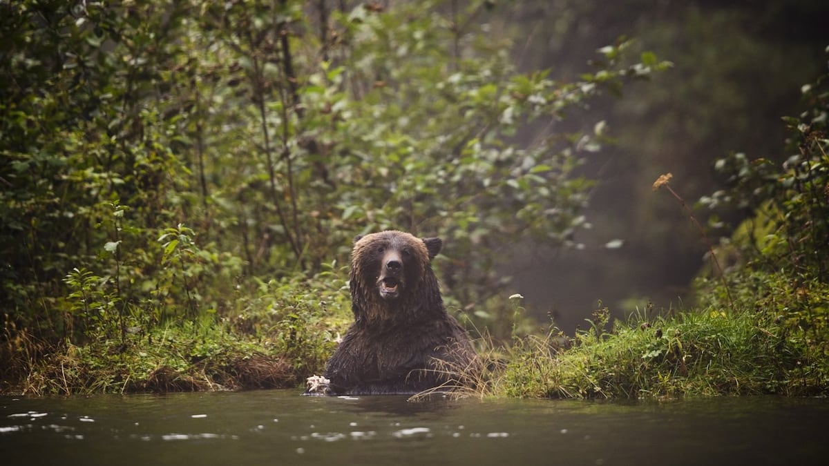 20 wild grizzlies euthanized in Alberta so far this year: province