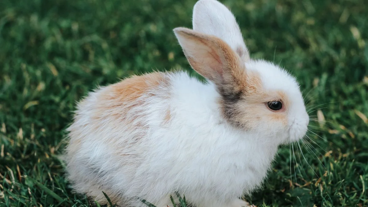 Justiça autoriza sacrifício de animais em experimentos de instituto em MG