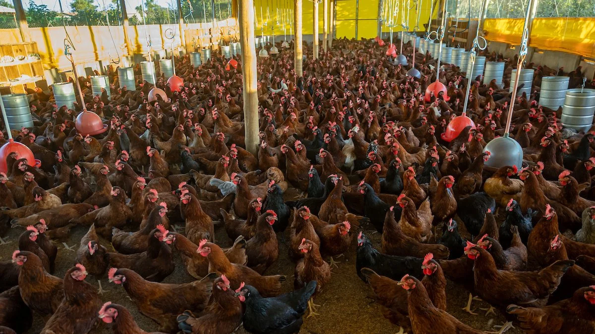 Após foco de Newcastle, China interrompe importação de frango apenas de SC