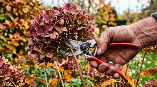 Jai Rabattu Mes Hortensias En Automne Juste Pour Faire Propre Au Printemps Jai Compris Ce Que Javais Coupe Avec Les Tiges Featured
