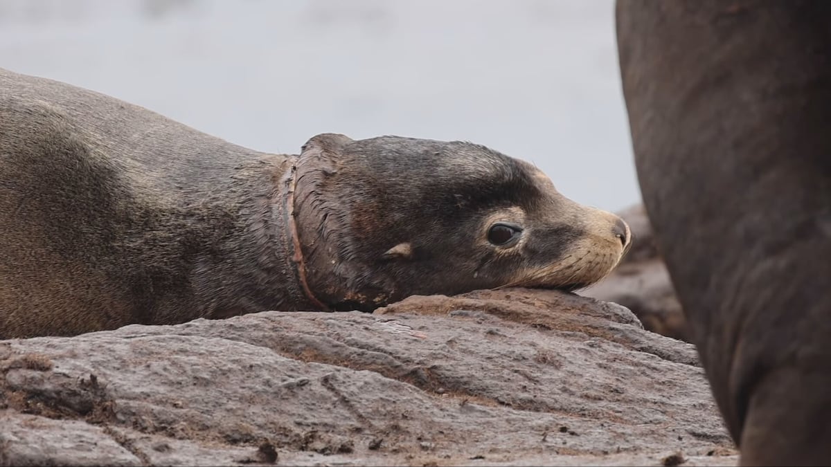 The B.C. sea lion rescuers never gave up on is finally free