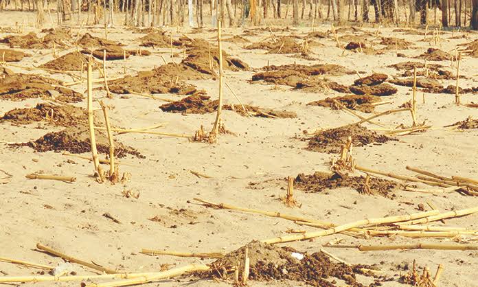 Ainda existem 156 tratores não prontos para os agricultores