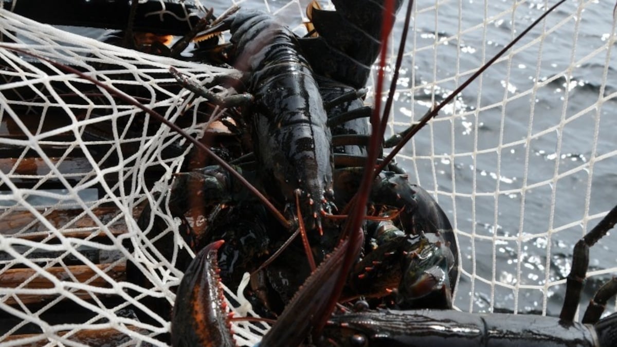 Two N.S. businesses charged after investigation into illegal lobster buying