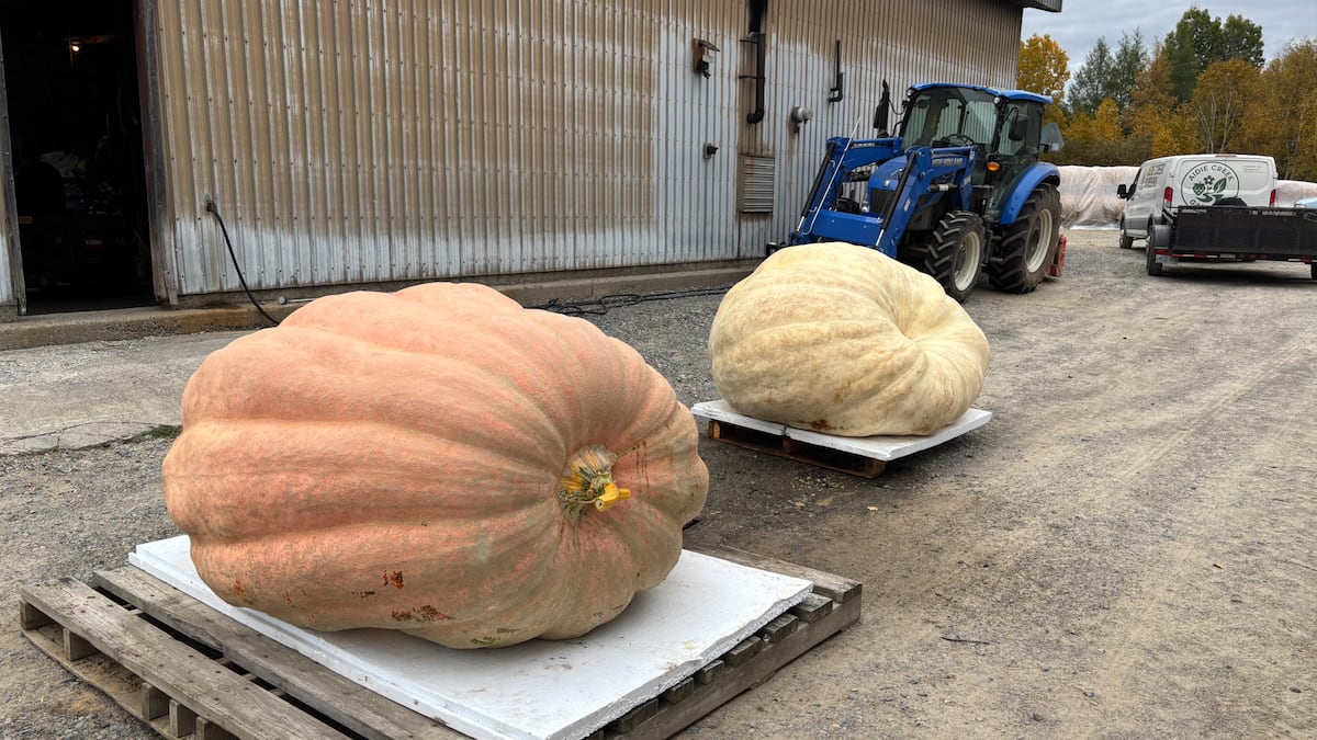 Ontario grower’s giant pumpkin disqualified at Pumpkinfest